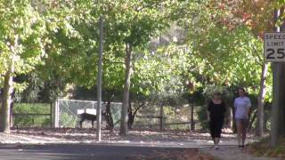 preview picture of video 'Hidden Valley Neighborhood in Danville California CA 94526'