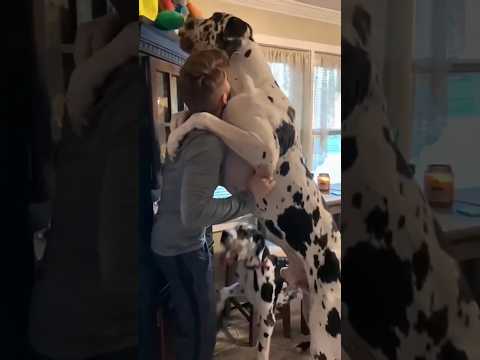 Dogs being idiots part 210: Great Dane 🤣🐕 #funnydog #funnypet #cutedog #dog #pets #shorts