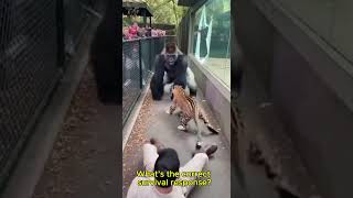 Leopard Charges—Gorilla Breaks Free!