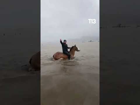 Rescate de caballos en Arauco