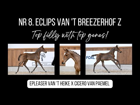 Internationaal presterende verwanten van Eclips van 't Breezerhof Z