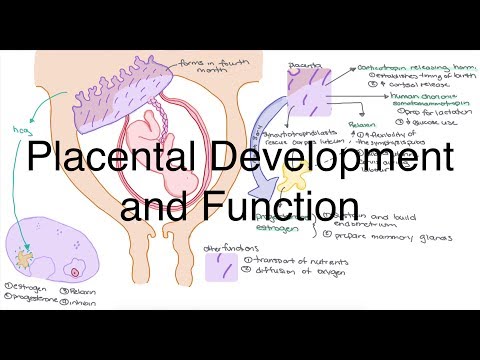 Placental Development and Function