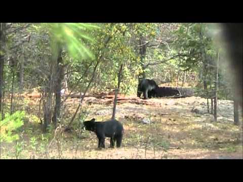 Bears in Manitouwadge