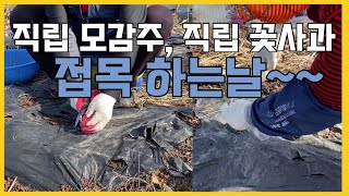 직립모감주, 직립서부해당화 접모ㄱ