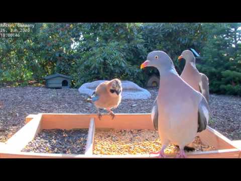 Highlights Today (owl, bathing, squirrels...) Recke, Germany - June 26, 2020