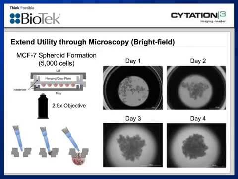 Cell Culture Techniques