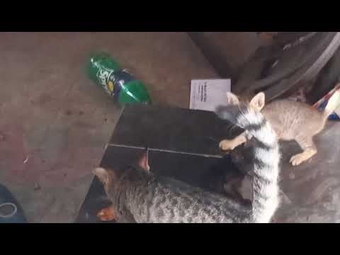 When poor little Pixie (kitten) falls down 🙈🤗 (she is fine though)