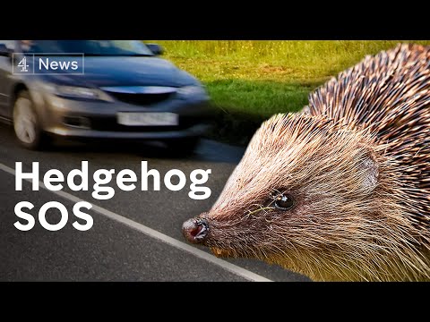 イギリスのハリネズミが深刻な問題を抱えている理由 (Why Britain’s hedgehogs are in serious trouble)