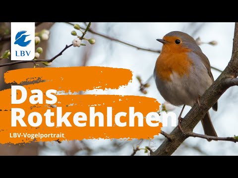 Das Rotkehlchen (Erithacus rubecula) Steckbrief + Gesang. Vogelarten kennen lernen mit den Experten!