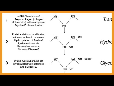 Collagen Synthesis