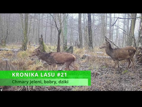 KRONIKA LASU #21 - chmary jeleni, dziki, bobry, kuna (trail cam, fotopułapka 2023)