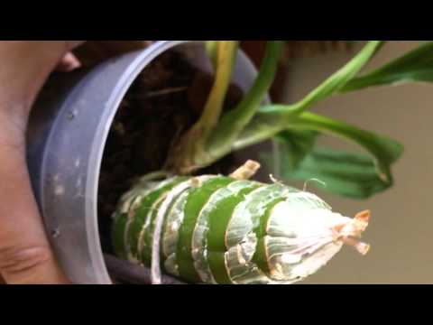 Monn. Millennium Magic 'Witchcraft' update