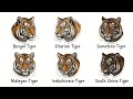 Every TIGERS Type Explained In 6 Minutes