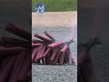 Free Fire Cracker Sound Effect Shorts Nocopyrightmusic Freesoundeffects Youtubeshorts Free