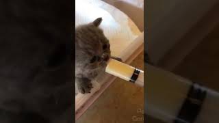 ☆Super Cute Animals☆Cute cats and funy dogs＆cat　videos compilation2021C㉝#Shorts