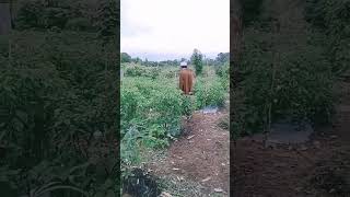 Download lagu Ustadz Aziz melihat kondisi cabe#short mp3