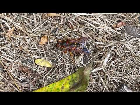 Cicada Killers Found All Over the Backyard in Jackson, NJ