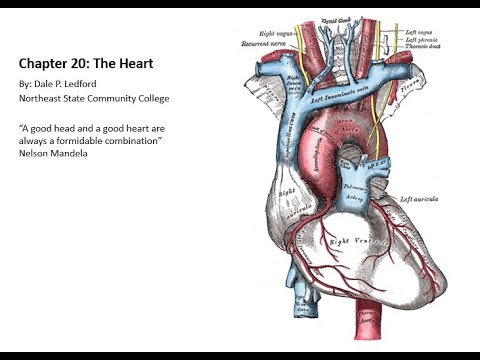 Human Anatomy and Physiology 2 Chapter 20 part 2