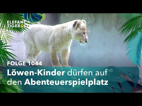 Wie ein Sack Flöhe (Folge 1044) | Elefant, Tiger & Co. | MDR