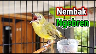 Download lagu Masteran Pleci Shoots Bren Ciblek mp3