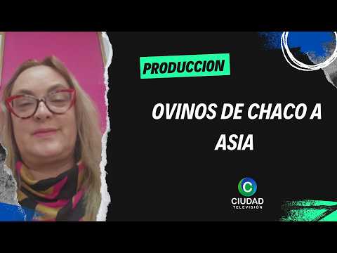 OVINOS DE CHACO A ASIA - HISTÓRICA PRIMERA EXPORTACIÓN