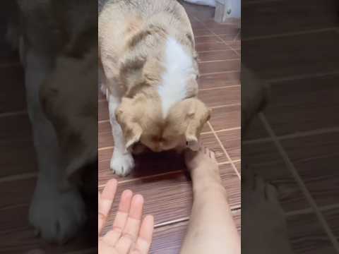 cute girl & dog #dog # #funny #petshub #puppy #funny #shorts