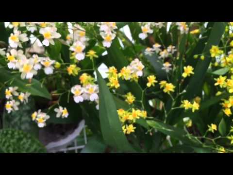 ONCIDIUM TWINKLE ORCHID GREENHOUSE TOUR ONCIDIUMS IN FULL BLOOM