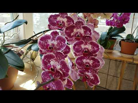 June 2022: Orchid Blooms, What's New & AV Blooms