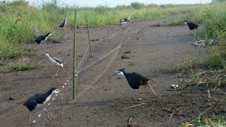 Download lagu jirat ruak tengah jalan banyak burung ruak tiba. mp3