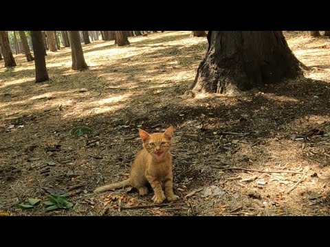 I Found Abandoned Kitten in The Deep of The Forest