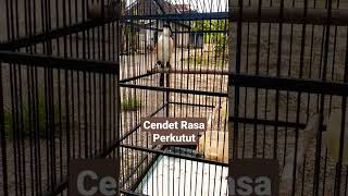 Download lagu Cendet Masteran Perkutut | Burung Pentet Isian mp3