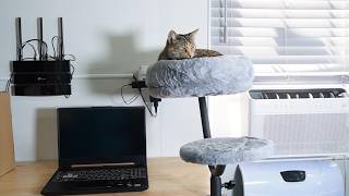 UNIDEVICE Cat Desk Bed Clamp on 360 Swivel ASSEMBLY REVIEW