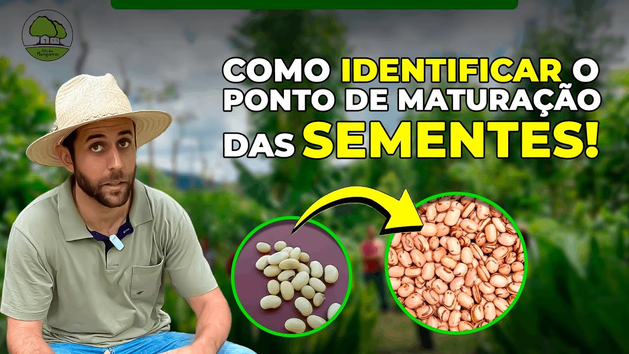 Como identificar o ponto de maturação das sementes