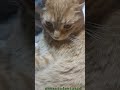 Purring Orange Cat Enjoying The Warm Indoors Cutecat Happycat Aww Chilling Busylife Cute