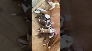 puppies whatsapp status|puppies status 🐶|Pitbull puppies status 🐕|puppies tiktok video 😘