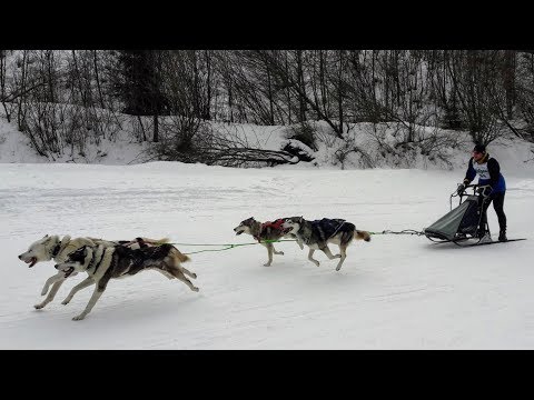 Schlittenhunderennen Skiclub Wallgau am 24. und 25.02.2018