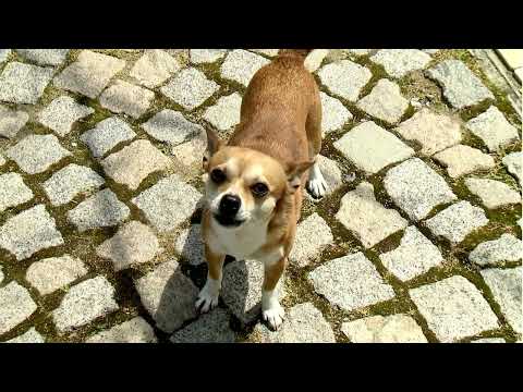 Small Dog Barking Sound Effect