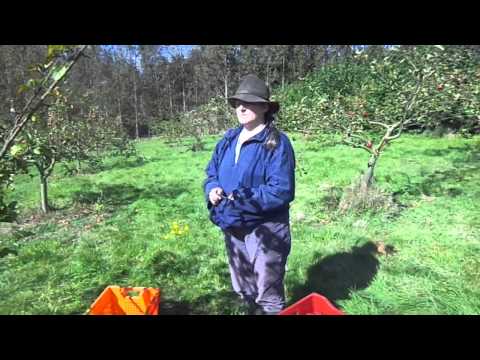 Apple variety Lord Lambourne, a reliable fruit for the backyard orchard