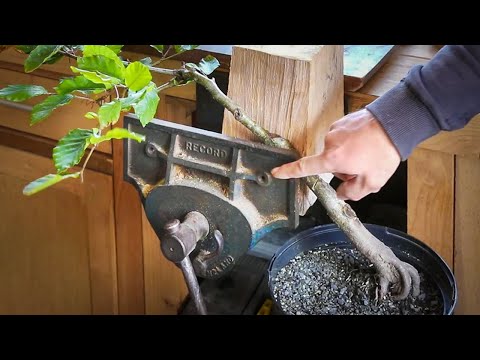 I must be mad - extreme bonsai bending technique