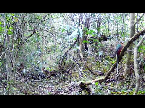Narina Trogon Female