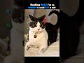 Ranking I M So Hungry I Could Eat A Cat Prank Shorts Funnycats Rankingcats Catvideos