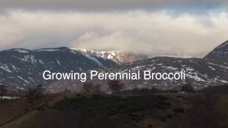 Permaculture - Growing perennial broccoli