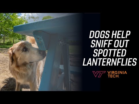 Virginia Tech research leads dogs to sniff out spotted lanternflies