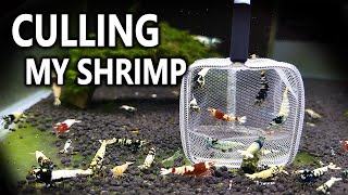 Culling my Shrimp Tanks