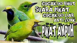 Download lagu suara pikat cucak ijo ribut || pikat ampuh cucak ijo liar auto lengket parah mp3 Download lagu suara pikat cucak ijo ribut || pikat ampuh cucak ijo liar auto lengket parah mp3