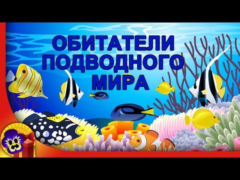 Обитатели подводного мира 🐟 Красивые рыбы