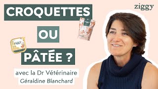 Croquettes ou pâtées pour nourrir mon chat ? Ziggy vous répond !