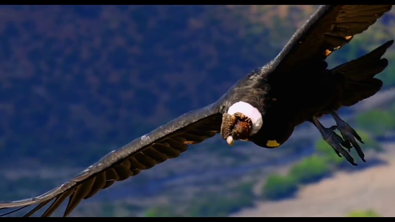 Colombia Magia Salvaje  Documental