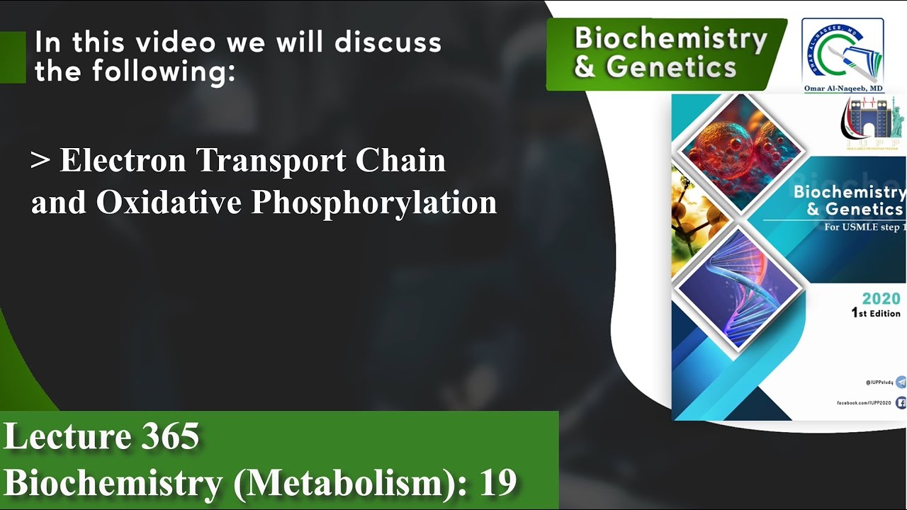 Electron Transport Chain and Oxidative Phosphorylation