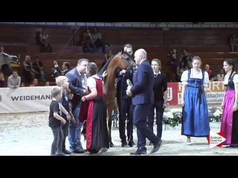 Wels 2016 - National Junior Colts Championship - Prizegiving - 2nd place: n. 21